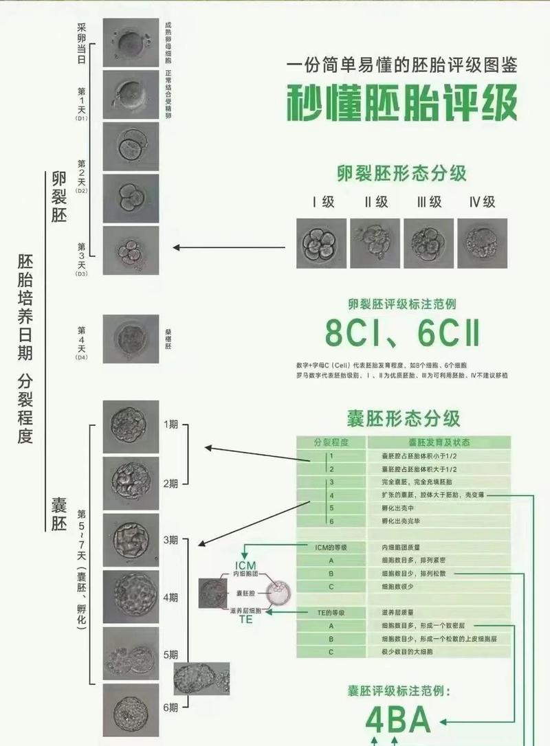 成都卵裂胚评分高低怎么看 对试管成功率影响大吗
